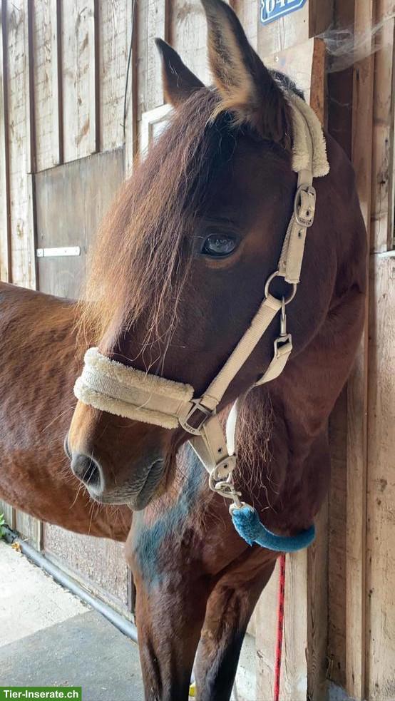 Bild 8: Reitbeteiligung in Regensdorf für Andalusier-Stute