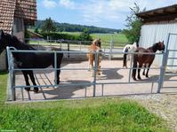 2 Bewegungsstallplätze frei in kleiner Wallach-Gruppe, Kanton Bern