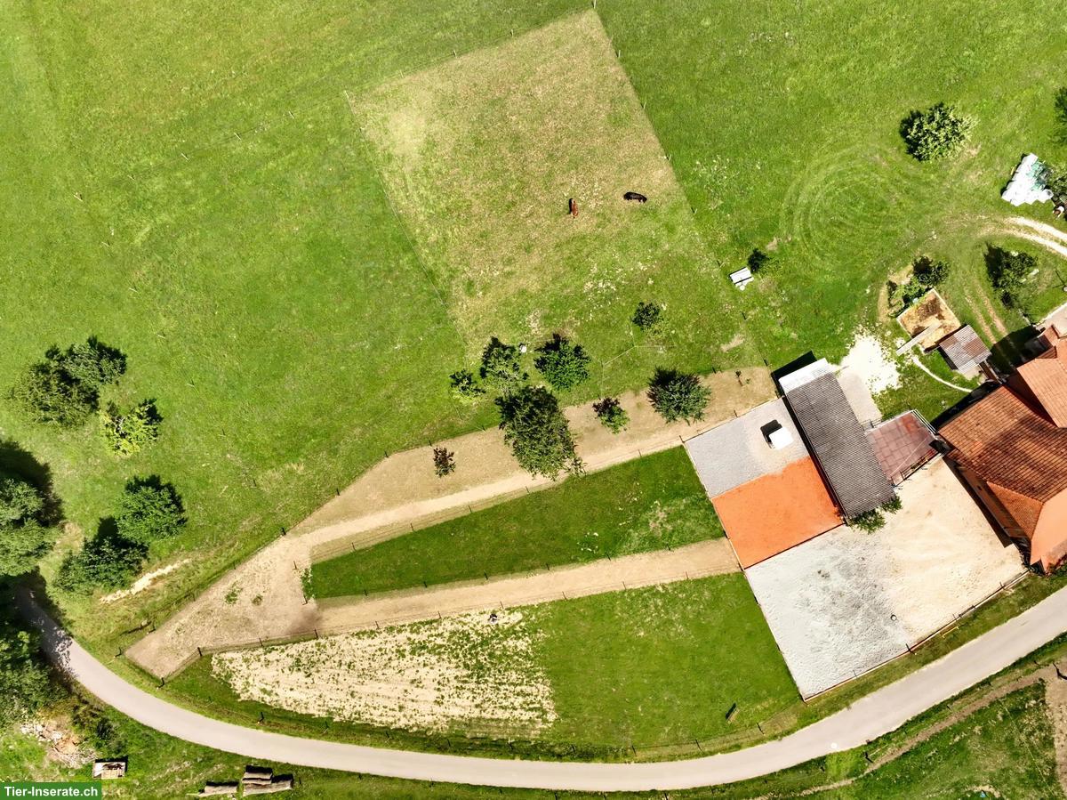 Bild 2: 2 Bewegungsstallplätze frei in kleiner Wallach-Gruppe, Kanton Bern