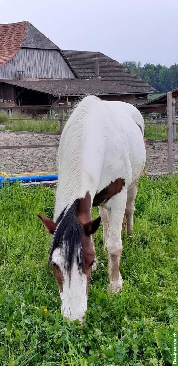 Bild 3: 2 Bewegungsstallplätze frei in kleiner Wallach-Gruppe, Kanton Bern
