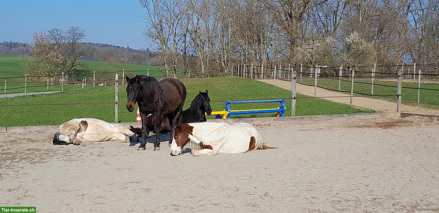 Bild 5: 2 Bewegungsstallplätze frei in kleiner Wallach-Gruppe, Kanton Bern