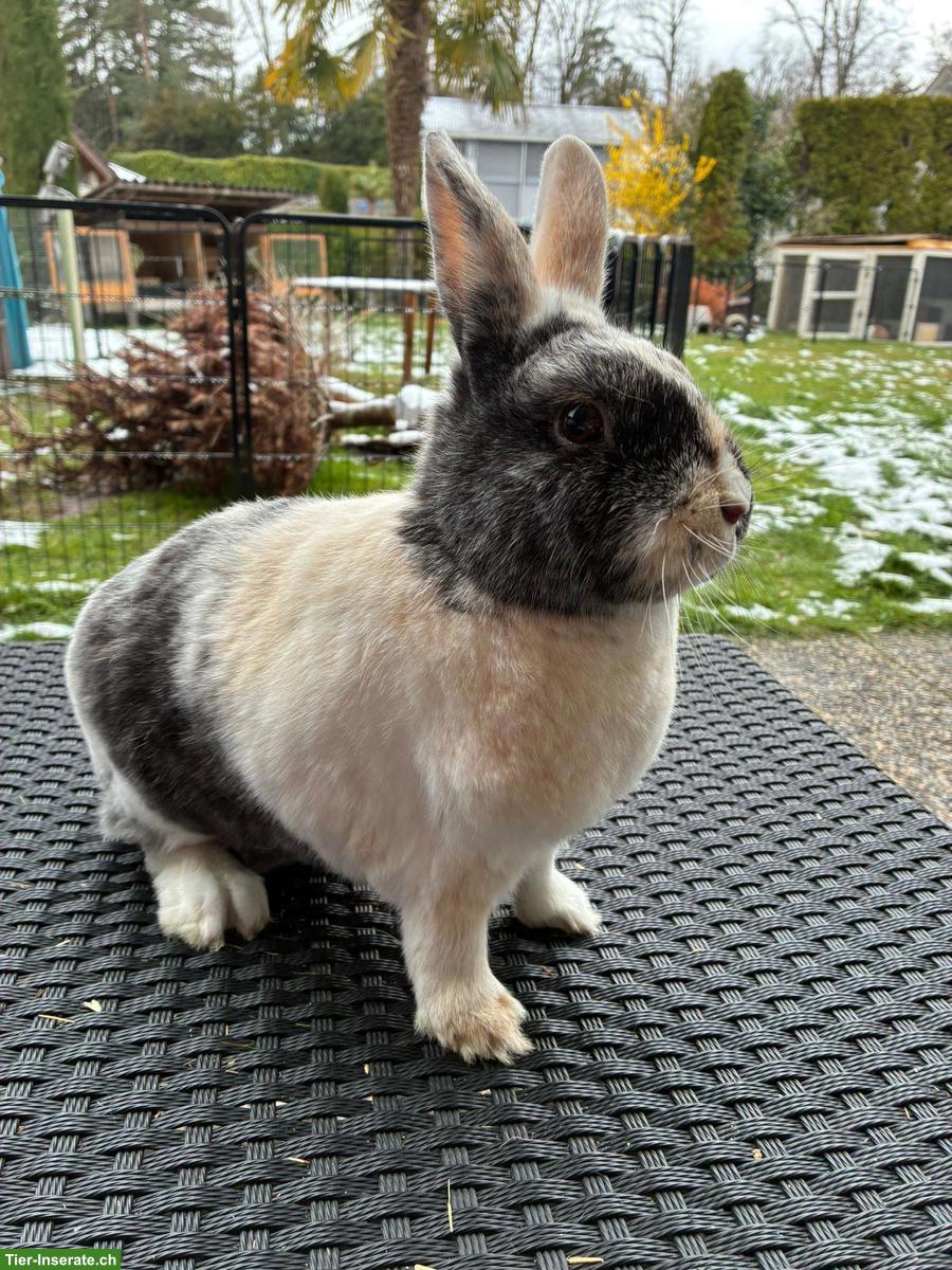 Zwergkaninchen Linchi & Jelly suchen ein Zuhause