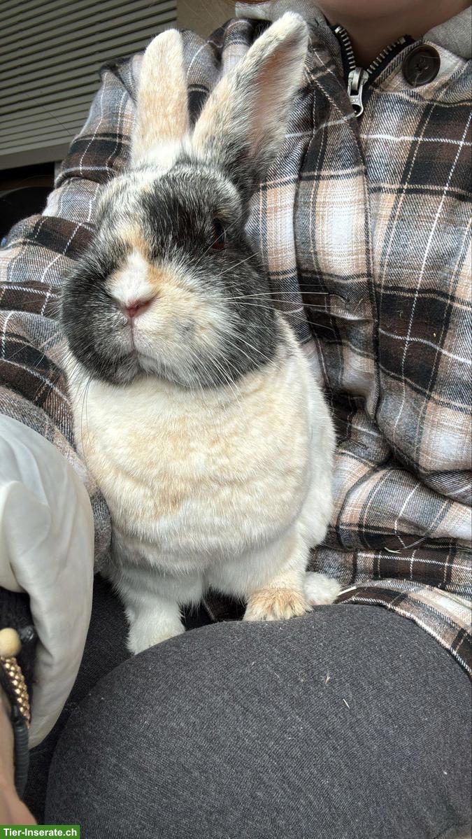 Bild 2: Zwergkaninchen Linchi & Jelly suchen ein Zuhause