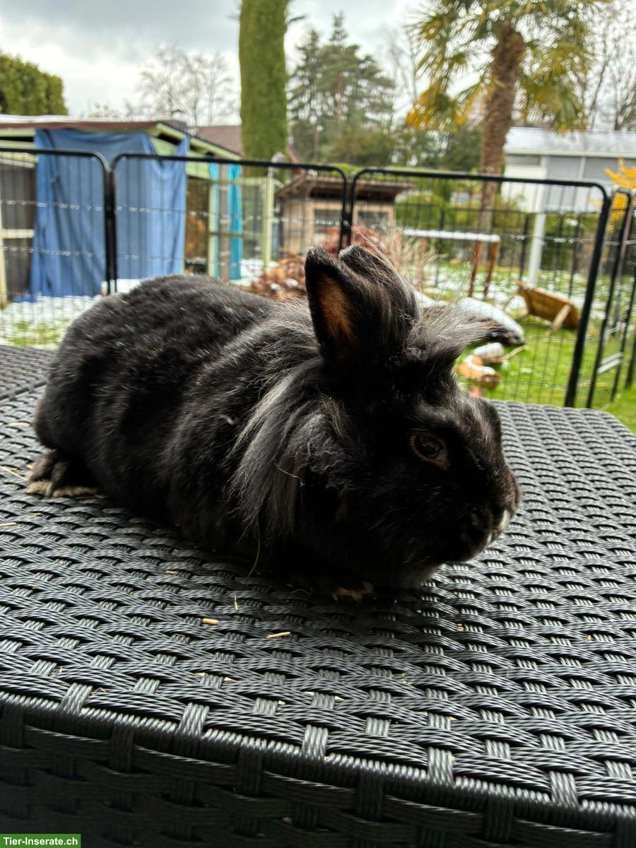 Bild 3: Zwergkaninchen Linchi & Jelly suchen ein Zuhause