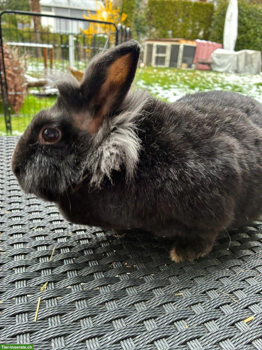 Bild 4: Zwergkaninchen Linchi & Jelly suchen ein Zuhause