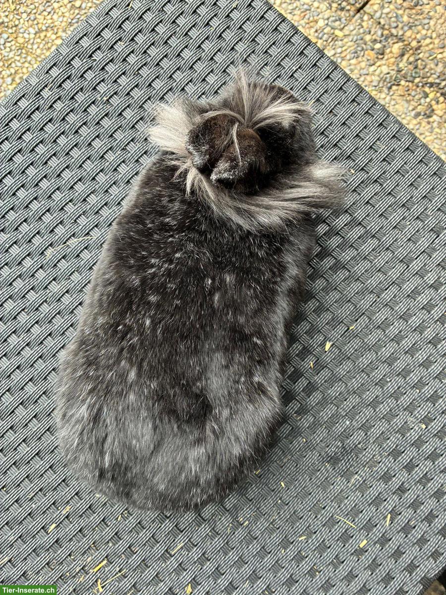 Bild 5: Zwergkaninchen Linchi & Jelly suchen ein Zuhause