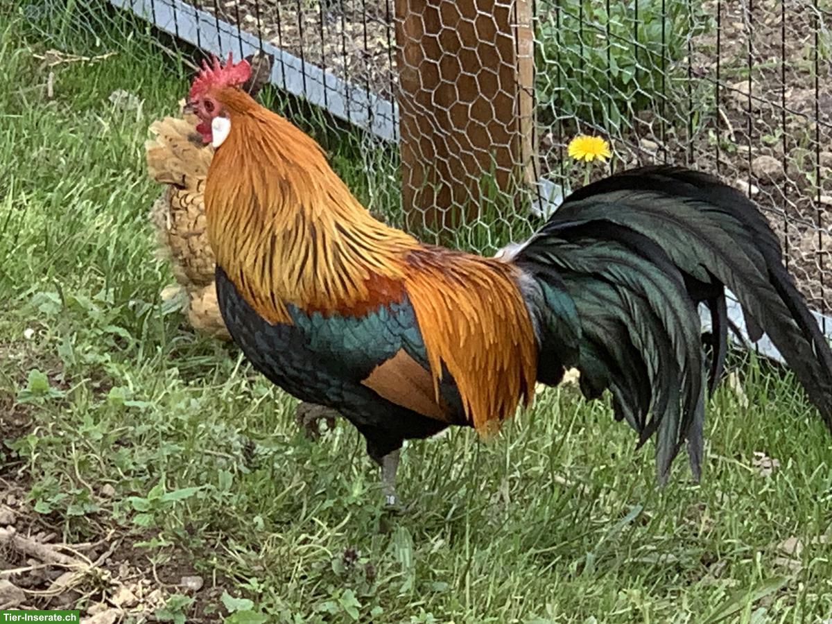 Goldhalsige Zwerghühner / -hahn abzugeben