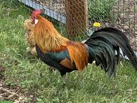 Goldhalsige Zwerghühner / -hahn abzugeben