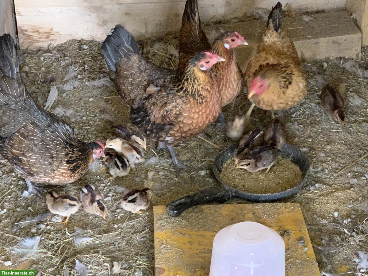 Bild 2: Goldhalsige Zwerghühner / -hahn abzugeben