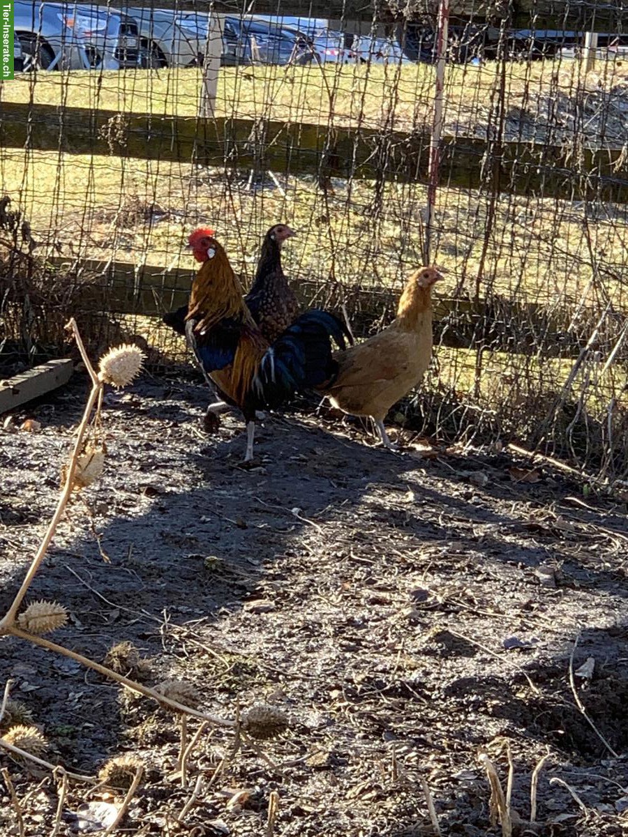 Bild 3: Goldhalsige Zwerghühner / -hahn abzugeben