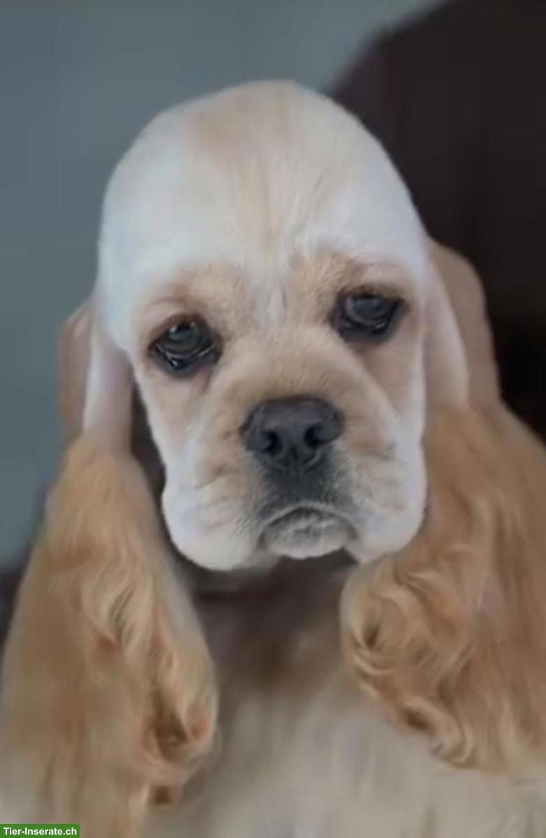 American Cocker Spaniel Hündin, Farbe buff
