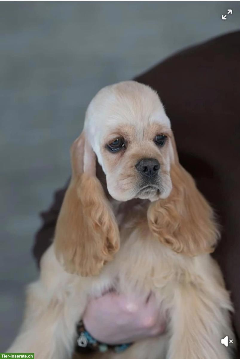 Bild 2: American Cocker Spaniel Hündin, Farbe buff