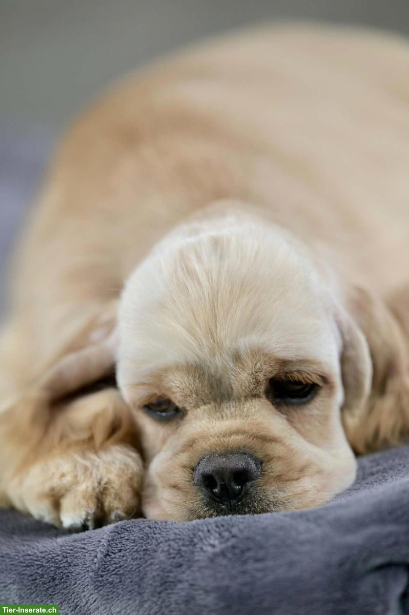 Bild 3: American Cocker Spaniel Hündin, Farbe buff