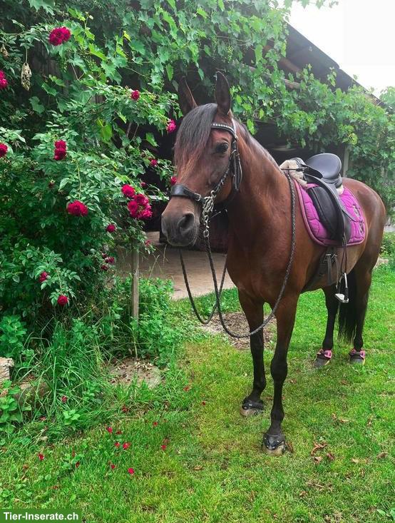 Bild 2: Reitbeteiligung auf 8-jährigem Andalusier in Regensdorf ZH