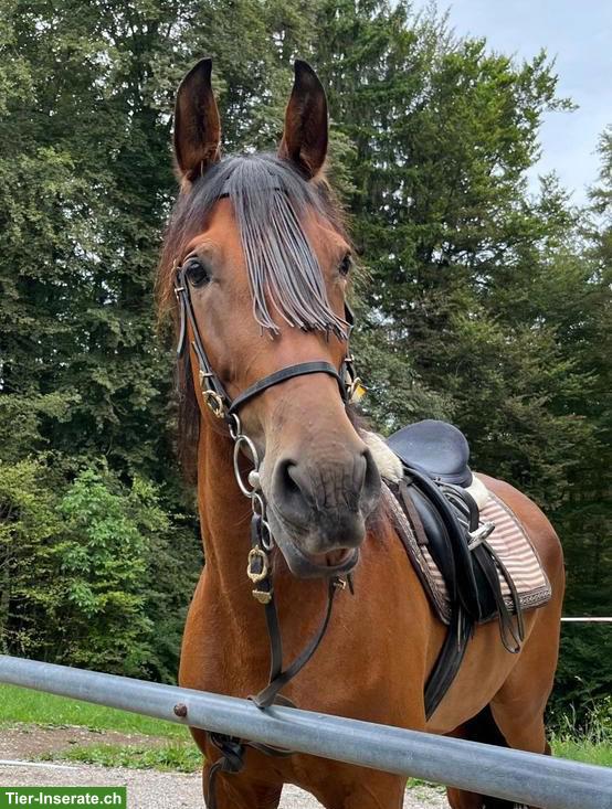 Bild 3: Reitbeteiligung auf 8-jährigem Andalusier in Regensdorf ZH