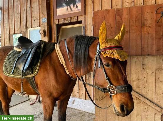 Bild 4: Reitbeteiligung auf 8-jährigem Andalusier in Regensdorf ZH