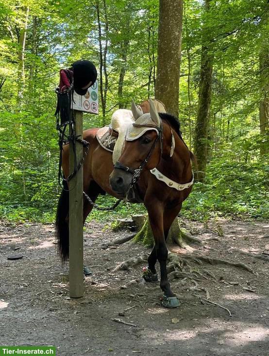 Bild 5: Reitbeteiligung auf 8-jährigem Andalusier in Regensdorf ZH