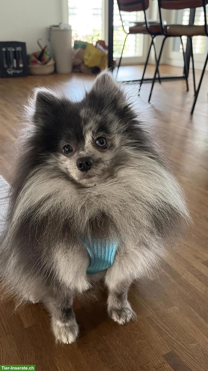 Lieber Kleinspitz Rüde 1-jährig, blue merle