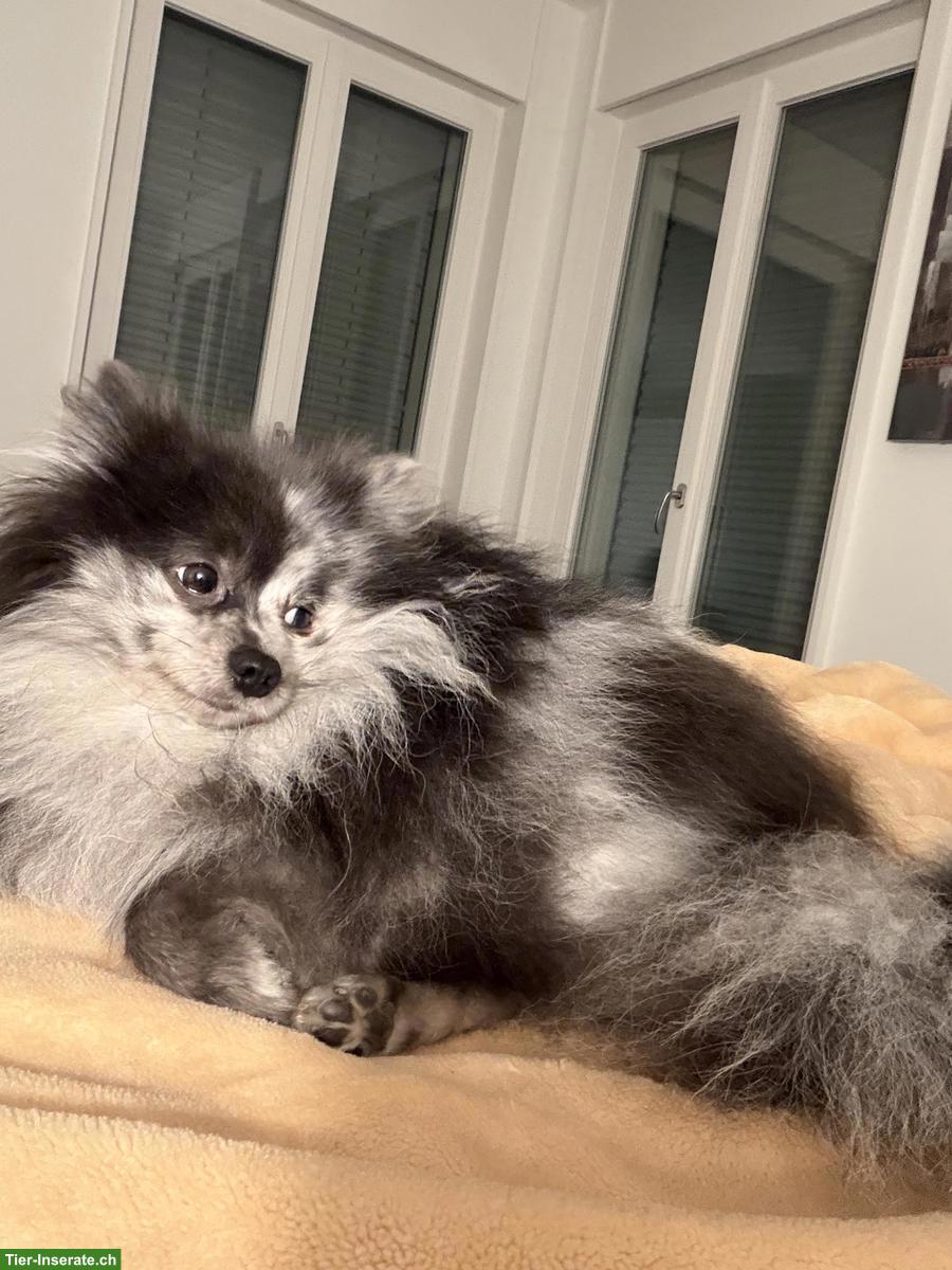 Bild 2: Lieber Kleinspitz Rüde 1-jährig, blue merle