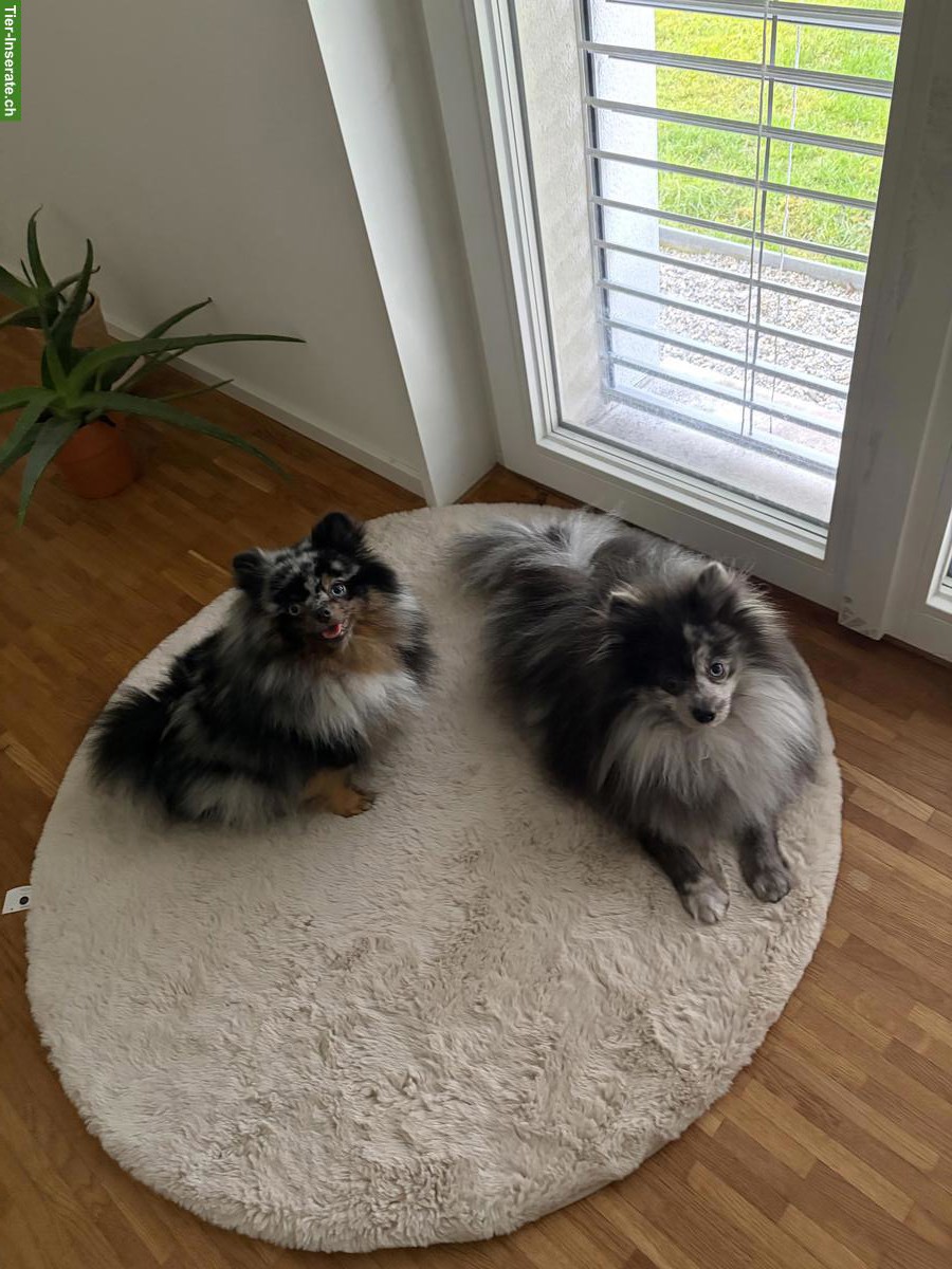 Bild 3: Lieber Kleinspitz Rüde 1-jährig, blue merle