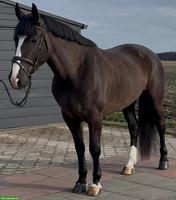 6-jāhrige Rappstute, ein sehr braves Freizeitpferd