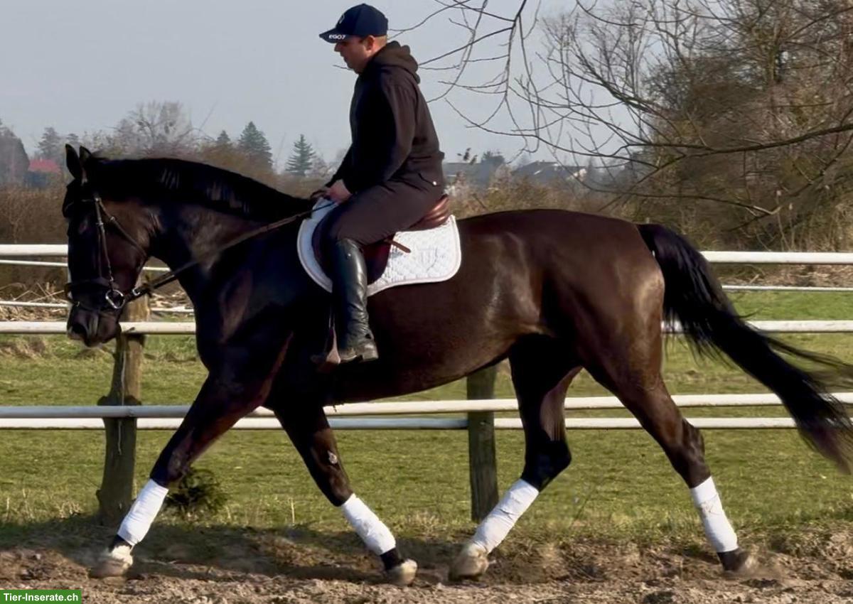 Bild 2: 6-jāhrige Rappstute, ein sehr braves Freizeitpferd