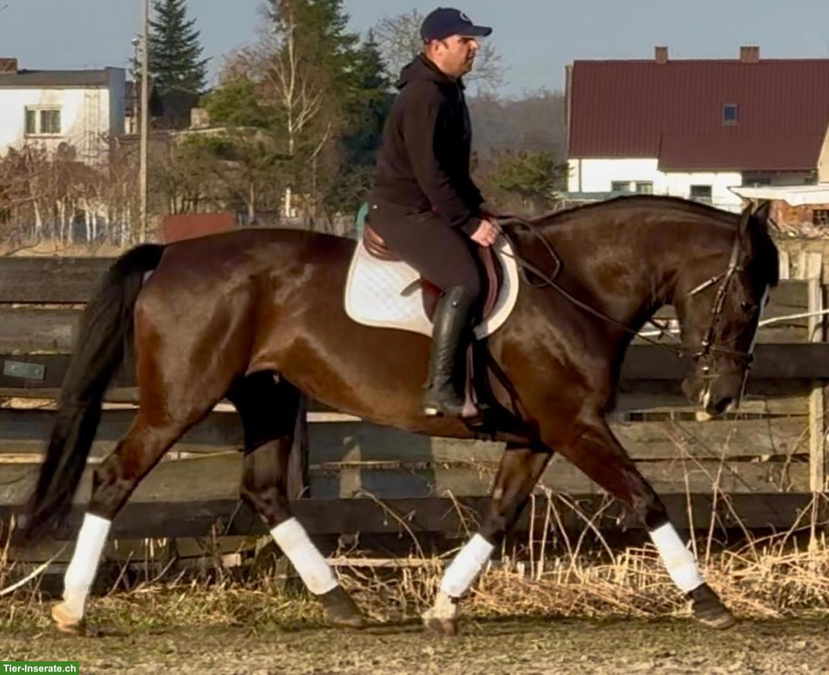 Bild 3: 6-jāhrige Rappstute, ein sehr braves Freizeitpferd