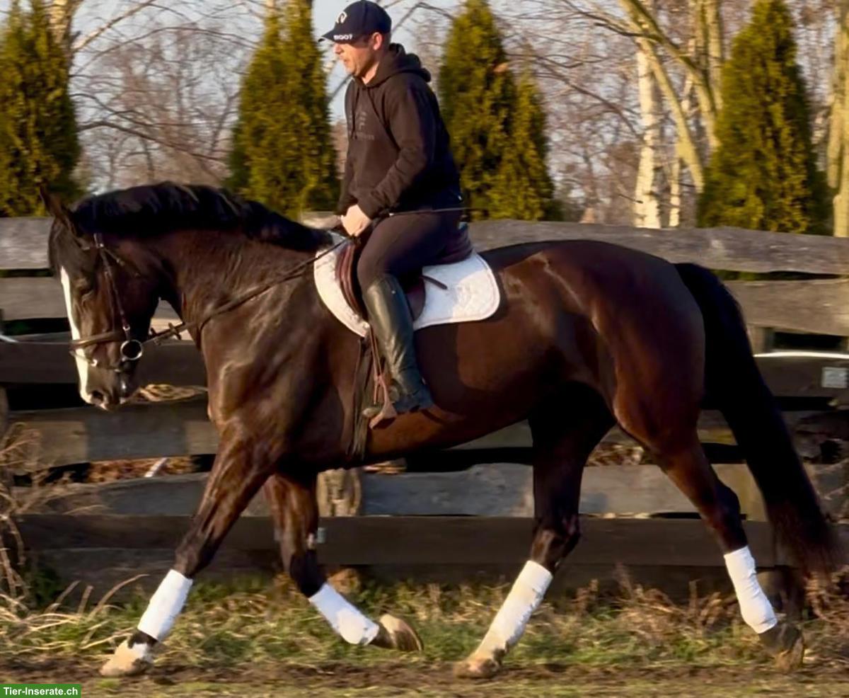 Bild 4: 6-jāhrige Rappstute, ein sehr braves Freizeitpferd