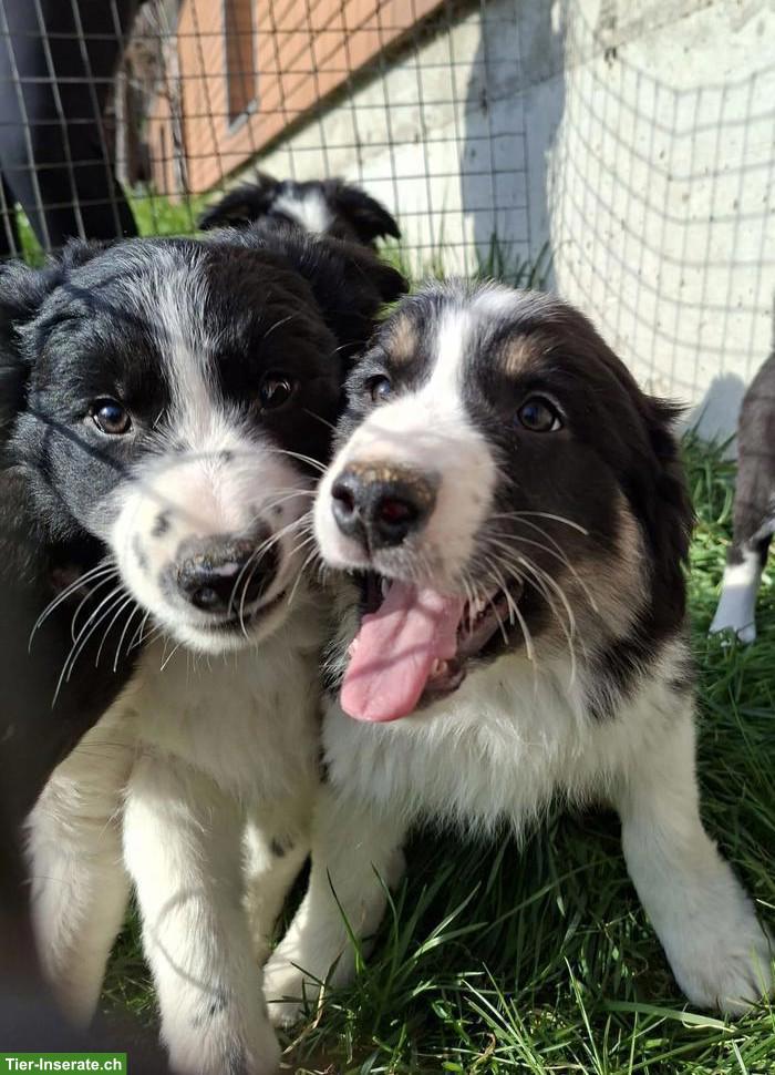 Süsse Border-Collie Mischlingswelpen zu verkaufen