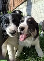 Süsse Border-Collie Mischlingswelpen zu verkaufen
