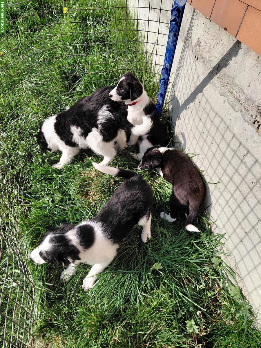 Bild 2: Süsse Border-Collie Mischlingswelpen zu verkaufen