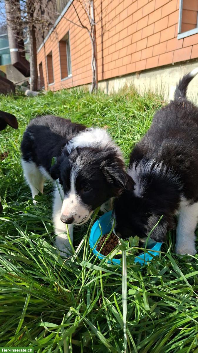Bild 3: Süsse Border-Collie Mischlingswelpen zu verkaufen