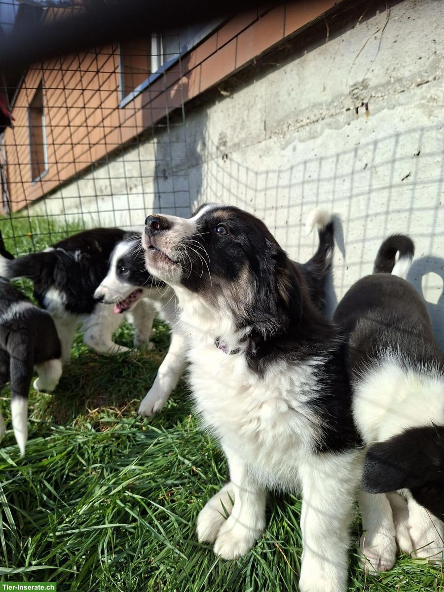 Bild 4: Süsse Border-Collie Mischlingswelpen zu verkaufen
