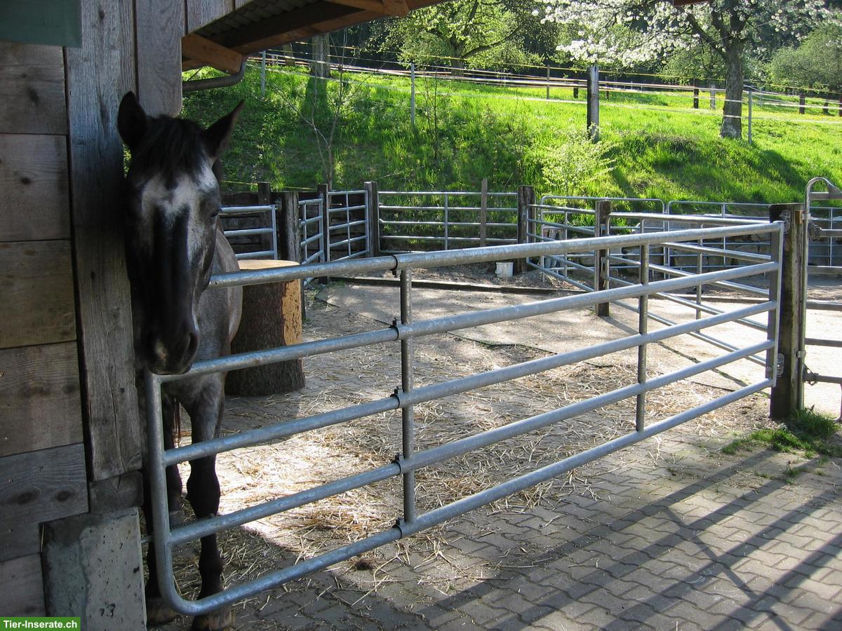 Freie Auslaufboxe in Eschenz TG zu vermieten
