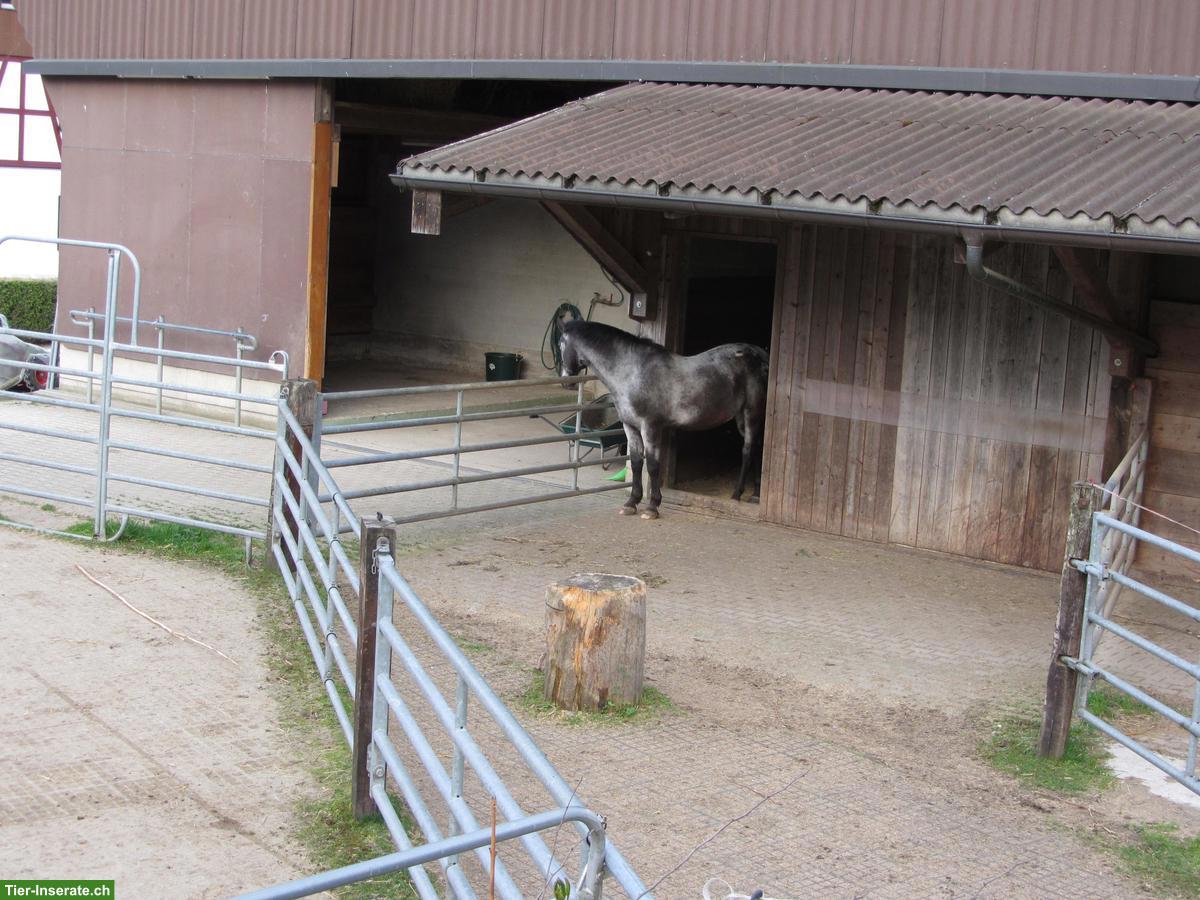 Bild 2: Freie Auslaufboxe in Eschenz TG zu vermieten