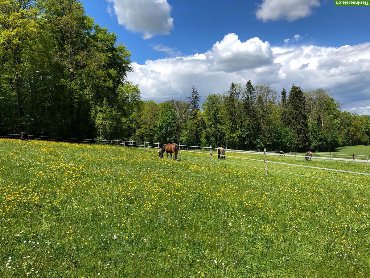 Bild 3: Freie Auslaufboxe in Eschenz TG zu vermieten