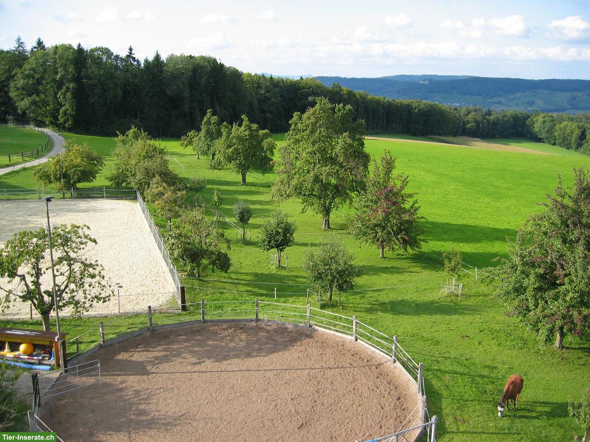 Bild 4: Freie Auslaufboxe in Eschenz TG zu vermieten