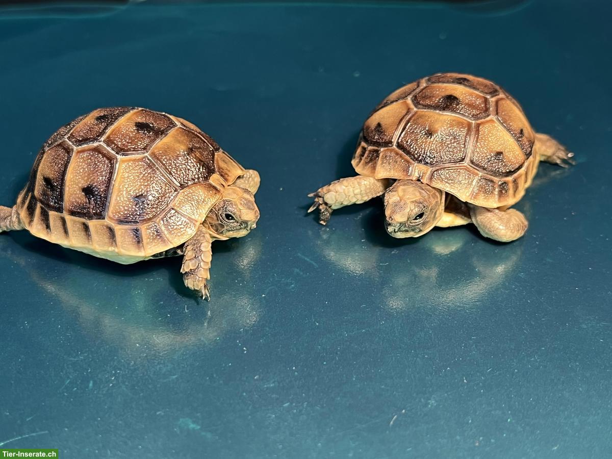 Junge Maurische Landschildkröten