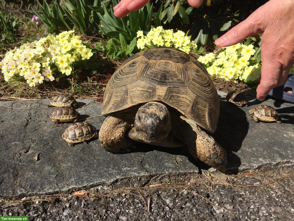Bild 2: Junge Maurische Landschildkröten