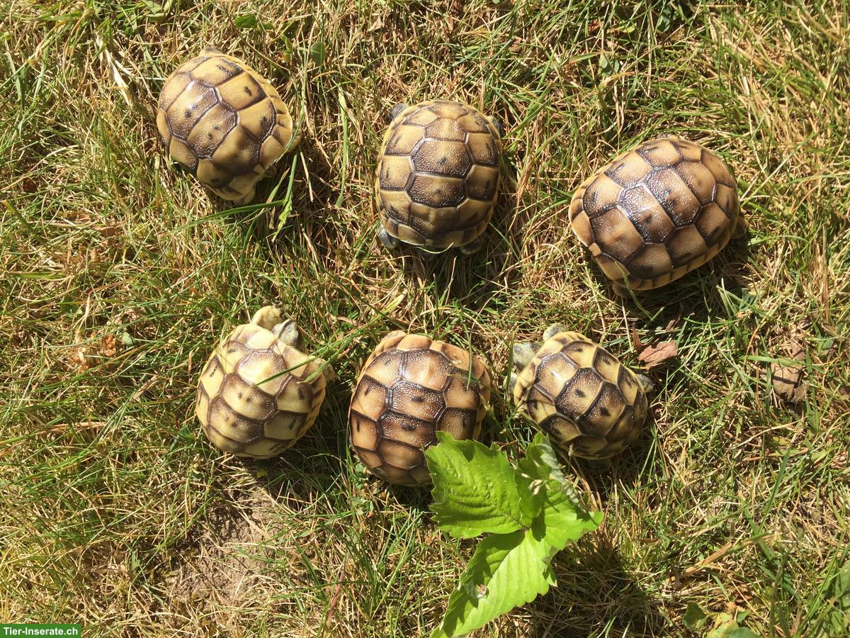 Bild 3: Junge Maurische Landschildkröten