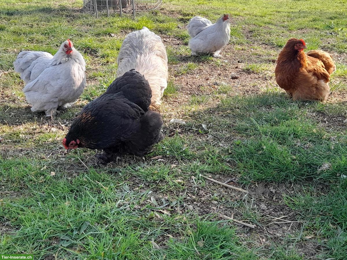 Reinrassige Bruteier und Küken Pékin