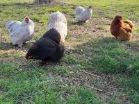 Reinrassige Bruteier und Küken Pékin