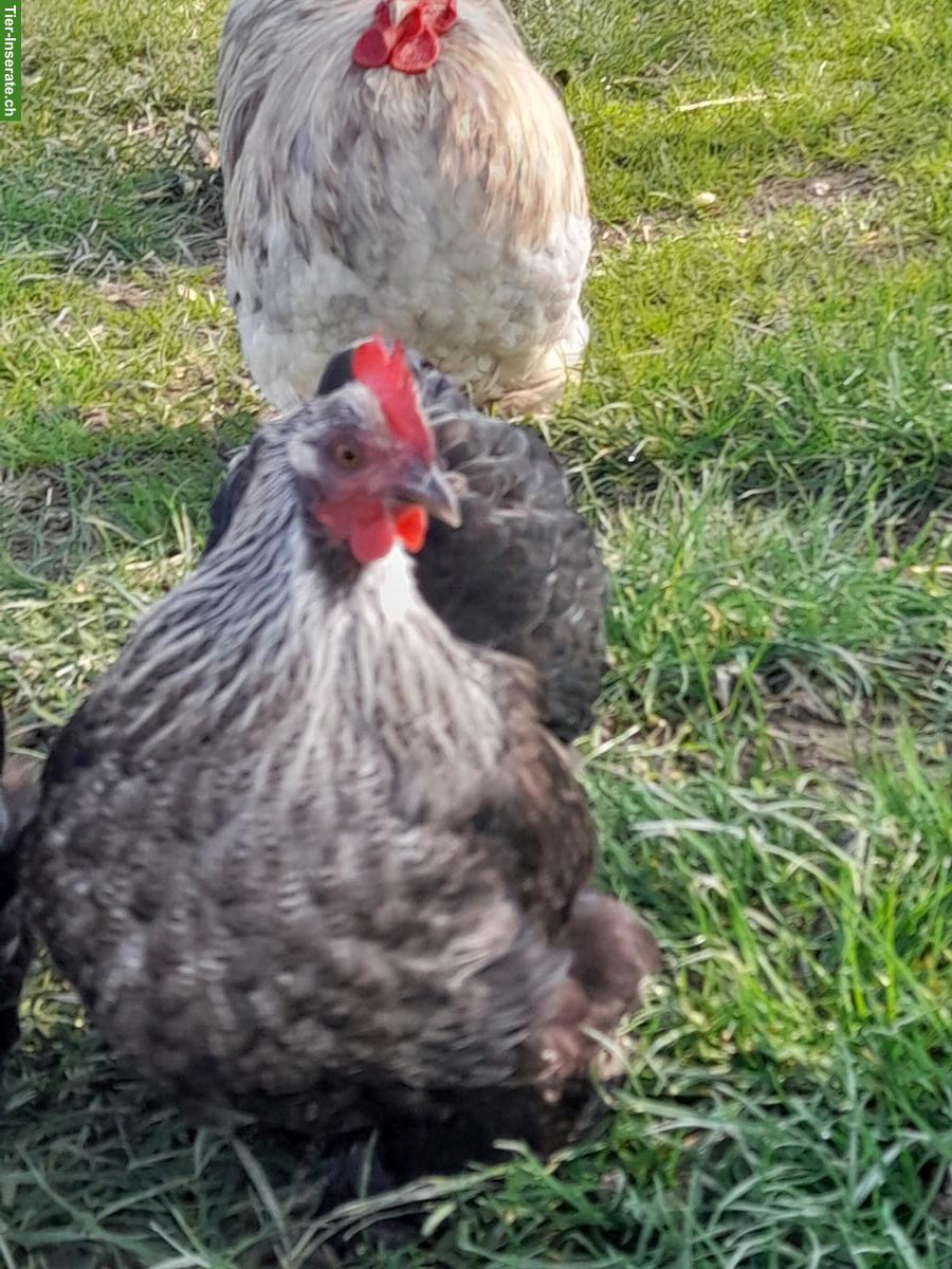 Bild 2: Reinrassige Bruteier und Küken Pékin