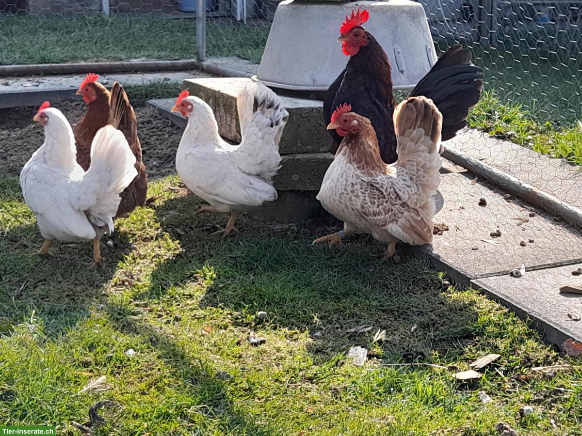 Reinrassige Serama-Bruteier und Küken