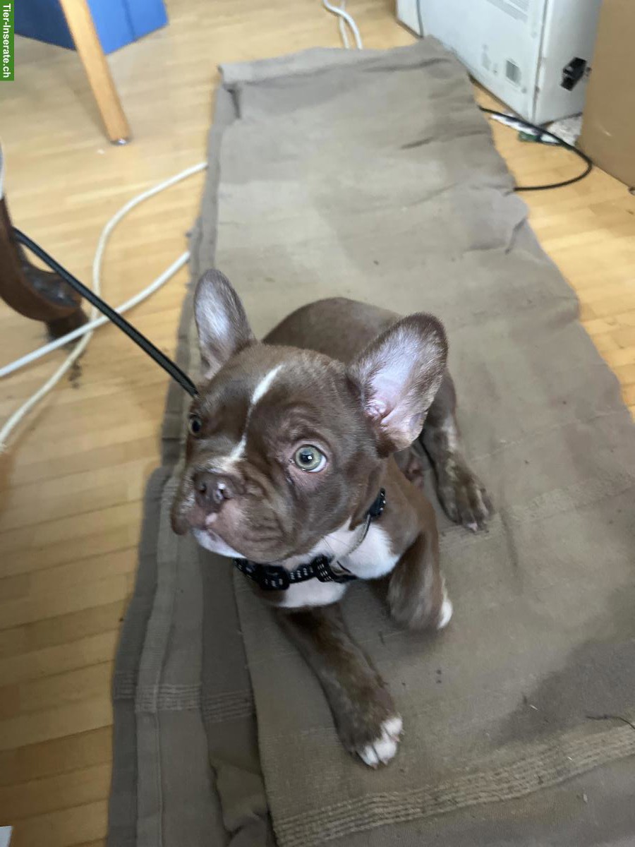 Französische Bulldogge, männlich mit Stammbaum