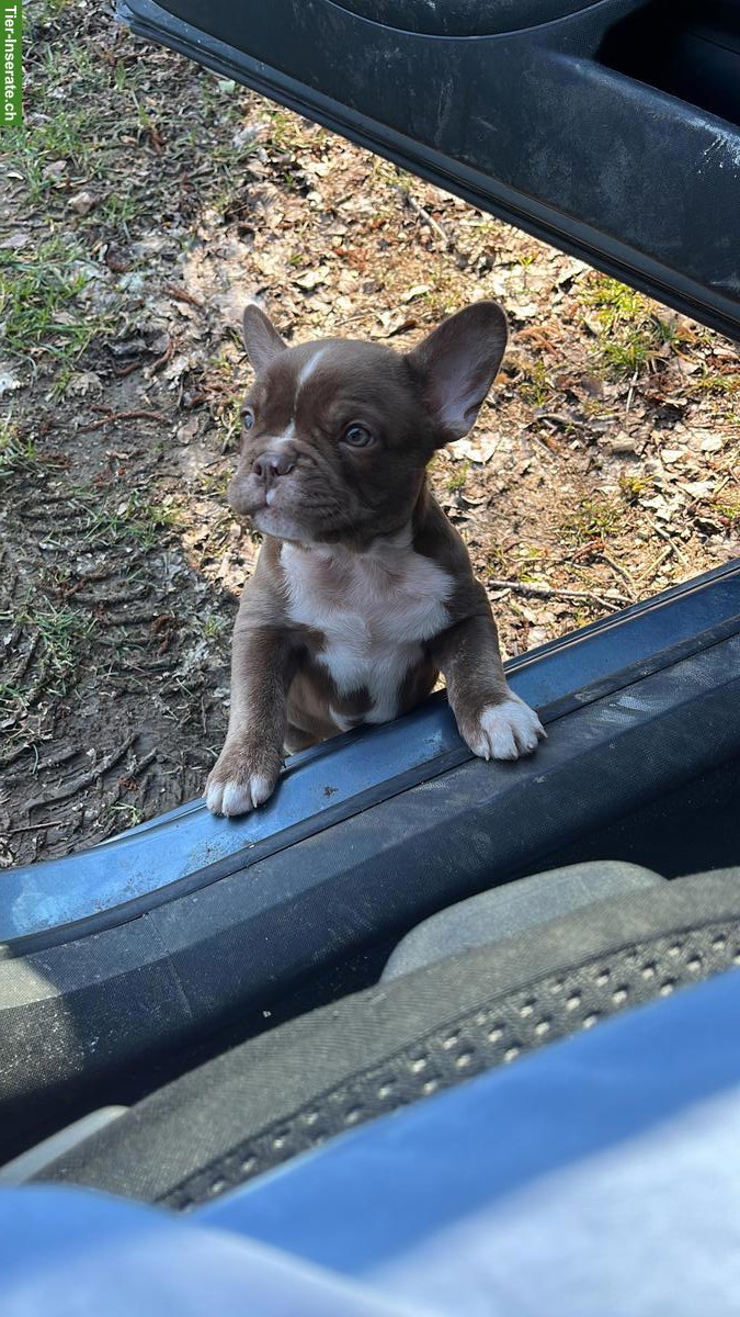 Bild 2: Französische Bulldogge, männlich mit Stammbaum