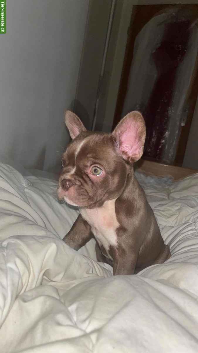 Bild 3: Französische Bulldogge, männlich mit Stammbaum