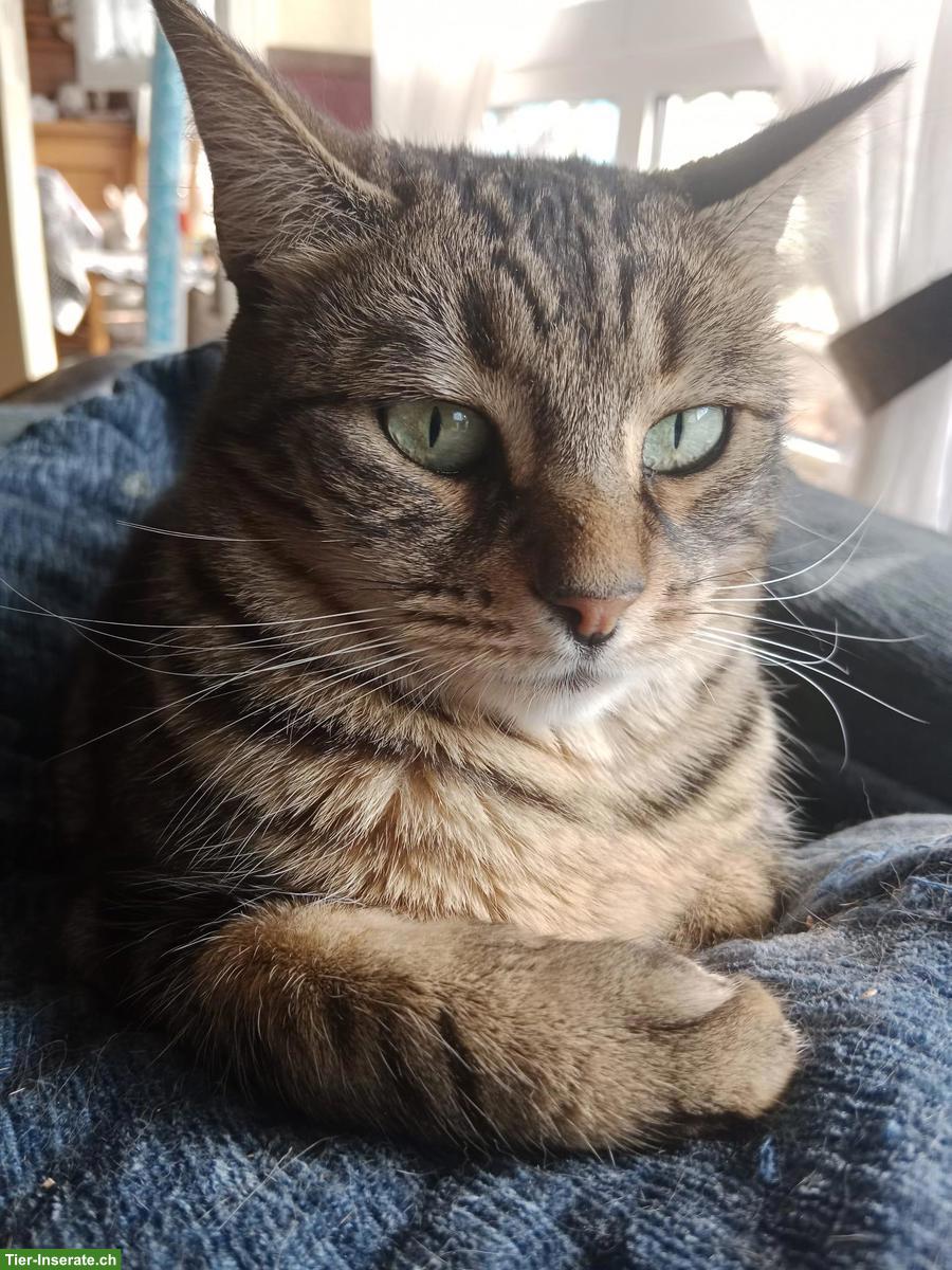 Herzkranke Katze sucht liebes Zuhause