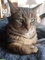 Herzkrankes Katze sucht liebevolles Zuhause