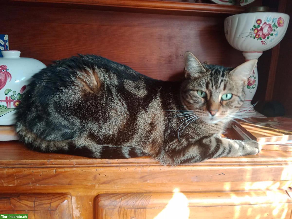 Bild 2: Herzkranke Katze sucht liebes Zuhause